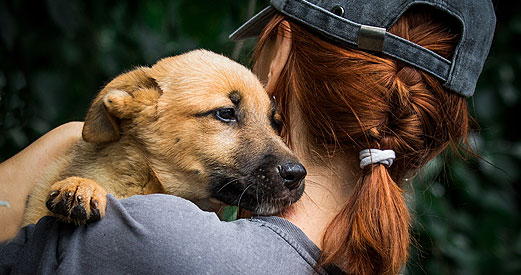 Compassion For Animals
